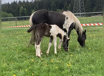 Paint Horse, Jument, 11 Ans, 150 cm, Tobiano-toutes couleurs