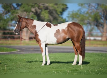 Paint Horse, Jument, 11 Ans, 152 cm, Alezan cuivré