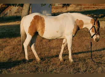 Paint Horse, Jument, 12 Ans, 142 cm, Buckskin