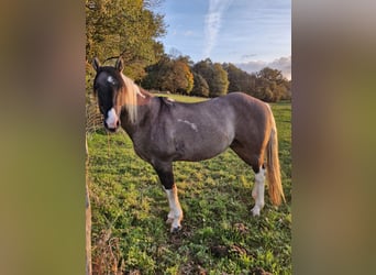 Paint Horse, Jument, 12 Ans, 150 cm, Noir