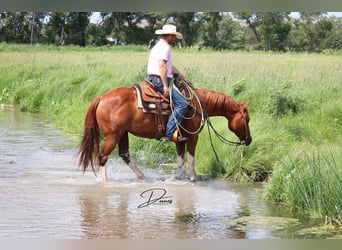 Paint Horse, Jument, 13 Ans, 152 cm, Alezan cuivré