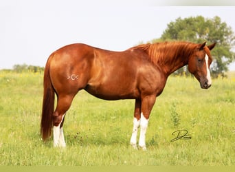 Paint Horse, Jument, 13 Ans, 152 cm, Alezan cuivré