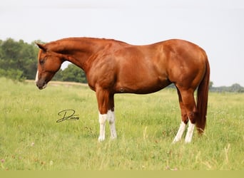 Paint Horse, Jument, 13 Ans, 152 cm, Alezan cuivré