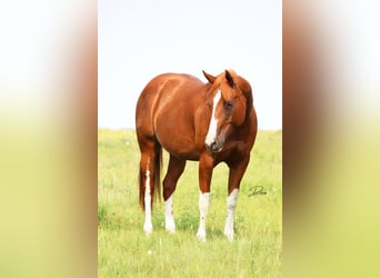 Paint Horse, Jument, 13 Ans, 152 cm, Alezan cuivré