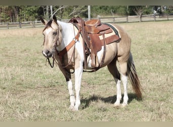 Paint Horse, Jument, 14 Ans, 145 cm, Buckskin