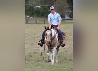 Paint Horse, Jument, 14 Ans, 145 cm, Buckskin