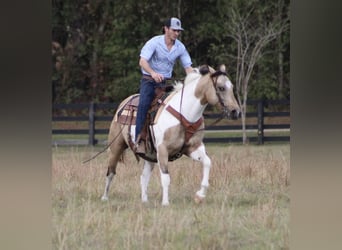 Paint Horse, Jument, 14 Ans, 145 cm, Buckskin