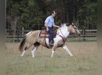 Paint Horse, Jument, 14 Ans, 145 cm, Buckskin