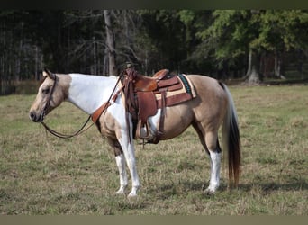 Paint Horse, Jument, 14 Ans, 145 cm, Buckskin