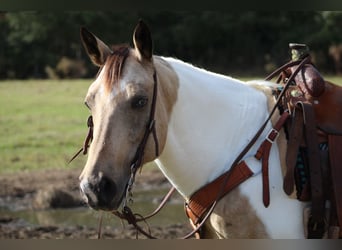 Paint Horse, Jument, 14 Ans, 145 cm, Buckskin