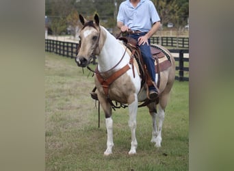 Paint Horse, Jument, 14 Ans, 145 cm, Buckskin