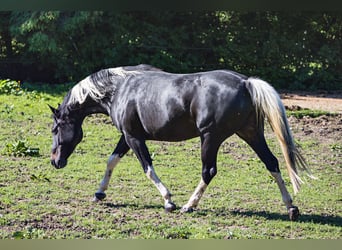 Paint Horse, Jument, 14 Ans, 150 cm, Tobiano-toutes couleurs