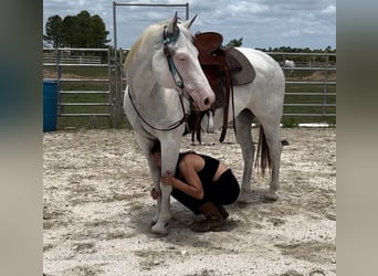 Paint Horse, Jument, 14 Ans, 152 cm, Gris