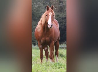 Paint Horse, Jument, 16 Ans, 156 cm, Overo-toutes couleurs