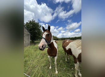 Paint Horse, Jument, 16 Ans, 158 cm, Bai