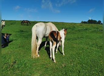 Paint Horse, Jument, 18 Ans, 155 cm, Gris pommelé