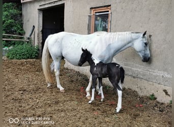 Paint Horse, Jument, 19 Ans, 155 cm, Gris pommelé