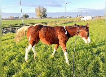 Paint Horse, Jument, 1 Année, 140 cm, Bai