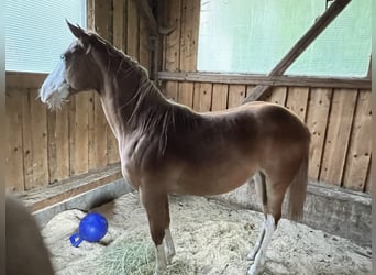 Paint Horse, Jument, 1 Année, 148 cm, Overo-toutes couleurs