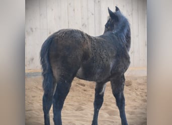 Paint Horse, Jument, 1 Année, 150 cm, Bai brun foncé