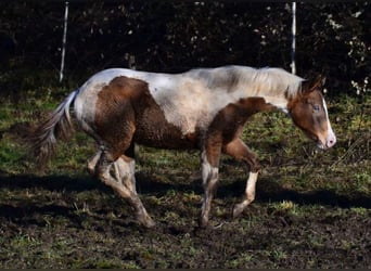 Paint Horse, Jument, 1 Année, 150 cm, Champagne