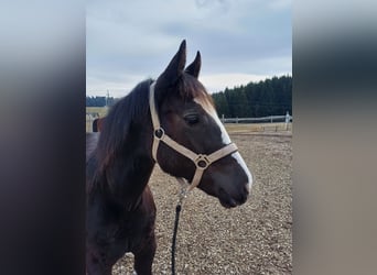 Paint Horse Croisé, Jument, 1 Année, 150 cm, Noir