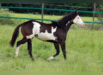 Paint Horse, Jument, 1 Année, 150 cm, Overo-toutes couleurs