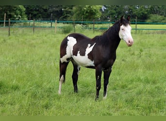Paint Horse, Jument, 1 Année, 150 cm, Overo-toutes couleurs