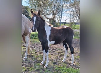 Paint Horse Croisé, Jument, 1 Année, 150 cm, Tobiano-toutes couleurs