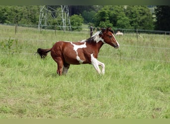 Paint Horse, Jument, 1 Année, 150 cm, Tobiano-toutes couleurs