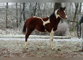 Paint Horse, Jument, 1 Année, 150 cm, Tobiano-toutes couleurs