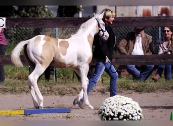 Paint Horse, Jument, 1 Année, 151 cm, Tovero-toutes couleurs