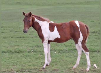 Paint Horse, Jument, 1 Année, 152 cm, Tobiano-toutes couleurs