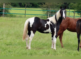 Paint Horse, Jument, 1 Année, 153 cm, Tobiano-toutes couleurs
