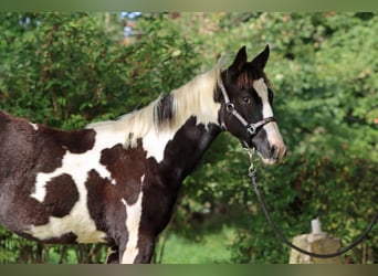 Paint Horse, Jument, 1 Année, 153 cm, Tobiano-toutes couleurs