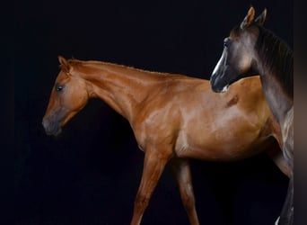 Paint Horse, Jument, 1 Année, 154 cm, Alezan dun