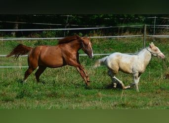 Paint Horse, Jument, 1 Année, 154 cm, Alezan dun
