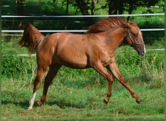 Paint Horse, Jument, 1 Année, 154 cm, Alezan dun