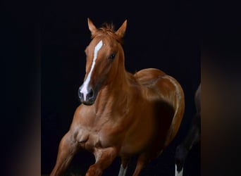 Paint Horse, Jument, 1 Année, 154 cm, Alezan dun