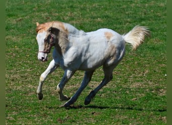Paint Horse, Jument, 1 Année, 154 cm, Pinto