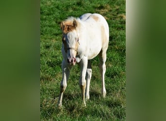 Paint Horse, Jument, 1 Année, 154 cm, Pinto