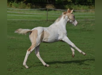 Paint Horse, Jument, 1 Année, 154 cm, Pinto