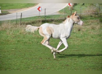 Paint Horse, Jument, 1 Année, 154 cm, Pinto