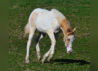Paint Horse, Jument, 1 Année, 154 cm, Pinto