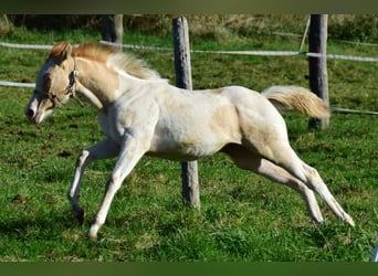 Paint Horse, Jument, 1 Année, 154 cm, Pinto