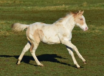 Paint Horse, Jument, 1 Année, 154 cm, Pinto
