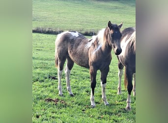 Paint Horse, Jument, 1 Année, 155 cm, Buckskin