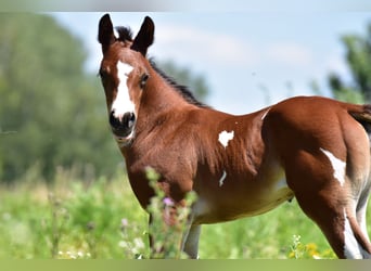 Paint Horse, Jument, 1 Année, 155 cm, Tobiano-toutes couleurs