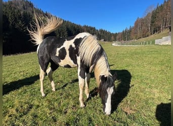 Paint Horse, Jument, 1 Année, 155 cm, Tobiano-toutes couleurs