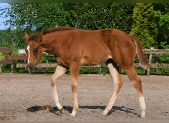 Paint Horse, Jument, 1 Année, 158 cm, Alezan brûlé